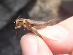 Acheta domesticus