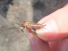 Acheta domesticus