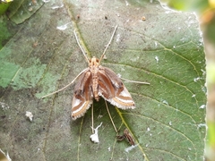 Eoophyla gibbosalis