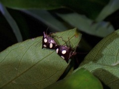 Paracritheus trimaculatus