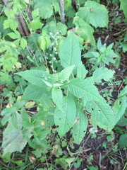 Circaea canadensis quadrisulcata