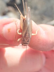 Acheta domesticus