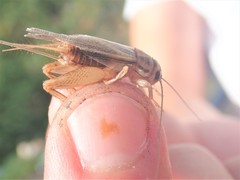 Acheta domesticus