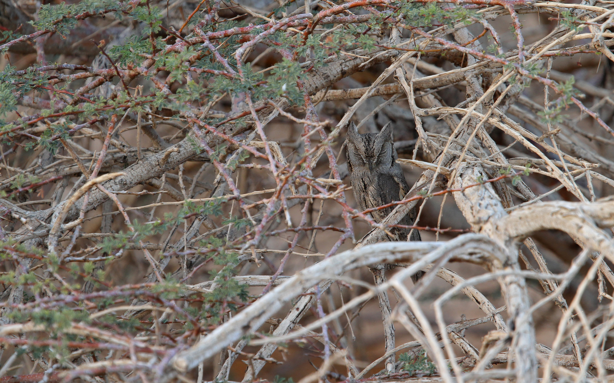 Pallid Scops Owl