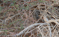 Otus brucei