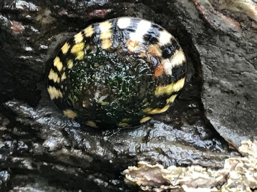 Lottia scutum