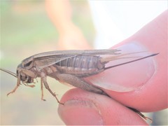 Acheta domesticus