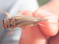 Acheta domesticus