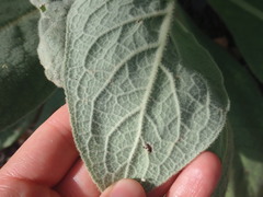 Acheta domesticus