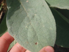 Acheta domesticus