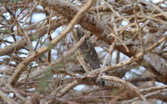 Otus brucei