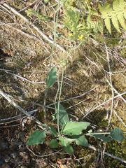 Hieracium murorum