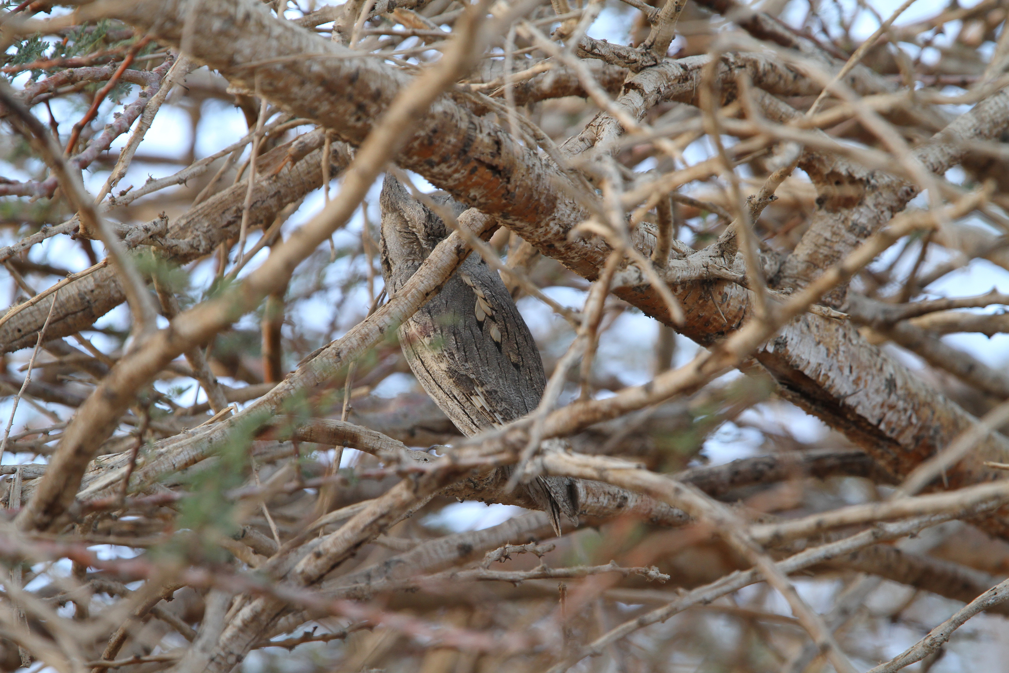 Pallid Scops Owl