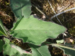 Hieracium murorum