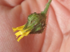 Hieracium murorum