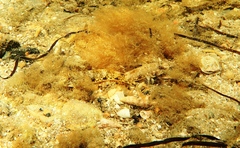 Favonigobius lateralis
