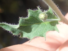 Hieracium murorum