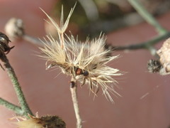 Hieracium murorum