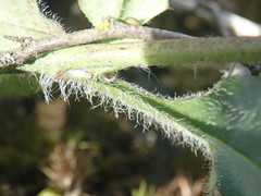 Hieracium murorum