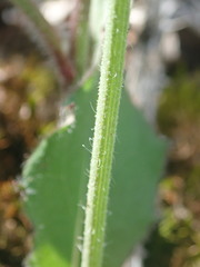 Hieracium murorum