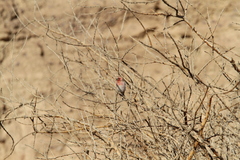 Carpodacus synoicus