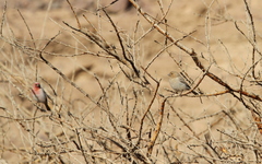 Carpodacus synoicus