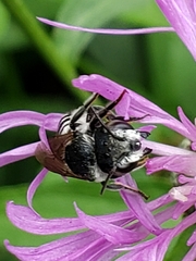 Megachile apicalis