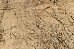 Carpodacus synoicus