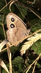 Cercyonis pegala ariane