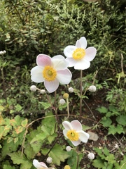 Eriocapitella vitifolia