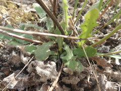 Hypochaeris radicata