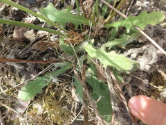Hypochaeris radicata