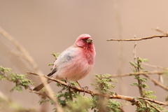 Carpodacus synoicus