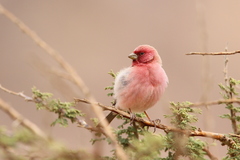Carpodacus synoicus