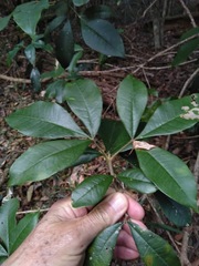 Acronychia pubescens