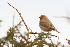Carpodacus synoicus