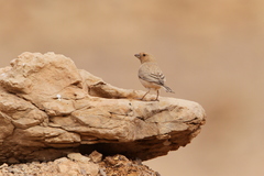 Carpodacus synoicus