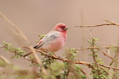 Carpodacus synoicus