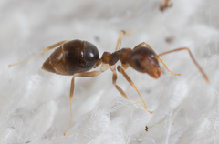 Technomyrmex obscurior