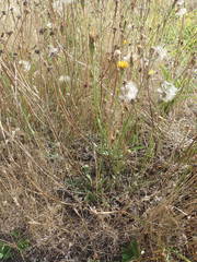 Hypochaeris radicata