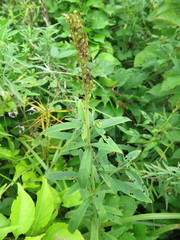 Lysimachia barystachys