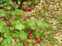 Geranium lucidum