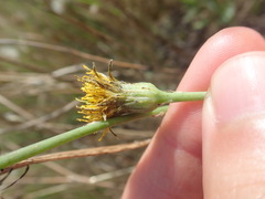 Hypochaeris radicata