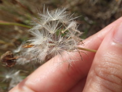 Hypochaeris radicata