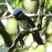 Azure-crested Flycatcher - Photo (c) Bird Explorers, some rights reserved (CC BY-NC), uploaded by Bird Explorers