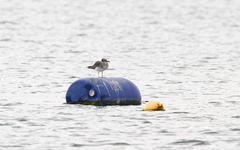 Ichthyaetus leucophthalmus