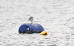 Ichthyaetus leucophthalmus