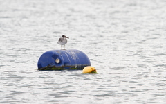 Ichthyaetus leucophthalmus