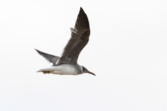 Ichthyaetus leucophthalmus