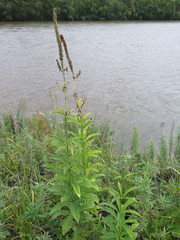 Veronicastrum sibiricum